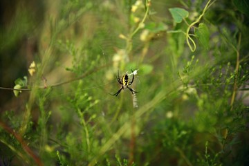 spider on web