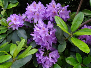 Lila Blüten