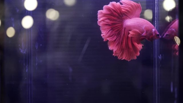 close up of red betta fish in Thailand	