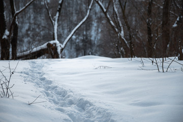 Fototapeta na wymiar Winter park in the snow in the evening