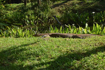  Monitor lizard in the wild of Southeast Asia. Monitor lizard in the green grass
