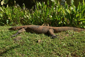  Monitor lizard in the wild of Southeast Asia. Monitor lizard in the green grass