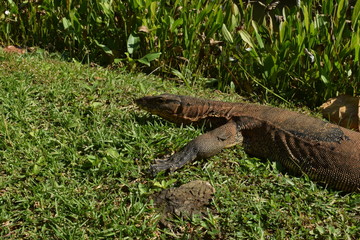  Monitor lizard in the wild of Southeast Asia. Monitor lizard in the green grass. Close up
