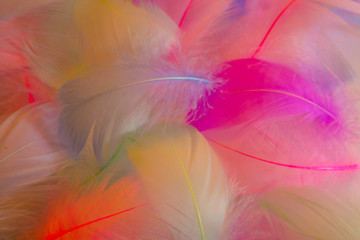 Obraz premium Beautiful abstract orange purple and blue feathers on white background and soft white pink feather texture on colorful pattern, colorful background, colorful feather