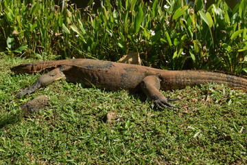  Monitor lizard in the wild of Southeast Asia. Monitor lizard in the green grass. Close up