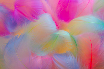 Beautiful abstract orange purple and blue feathers on white background and soft white pink feather texture on colorful pattern, colorful background, colorful feather