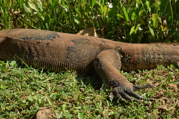  Monitor lizard in the wild of Southeast Asia. Monitor lizard in the green grass. Close up