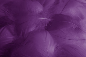 Beautiful abstract colorful black and purple feathers on white background and soft white pink feather texture on dark pattern and light blue background, colorful feather, purple banners