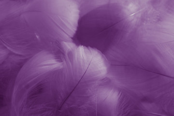 Obraz premium Beautiful abstract colorful black and purple feathers on white background and soft white pink feather texture on dark pattern and light blue background, colorful feather, purple banners