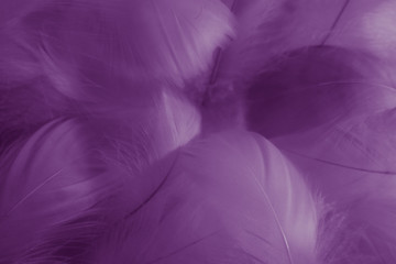 Beautiful abstract colorful black and purple feathers on white background and soft white pink feather texture on dark pattern and light blue background, colorful feather, purple banners