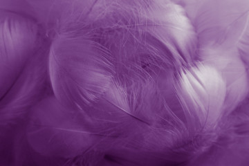 Fototapeta premium Beautiful abstract colorful black and purple feathers on white background and soft white pink feather texture on dark pattern and light blue background, colorful feather, purple banners