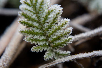 green leaves covered with hoarfrost