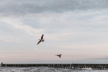 Seagulls