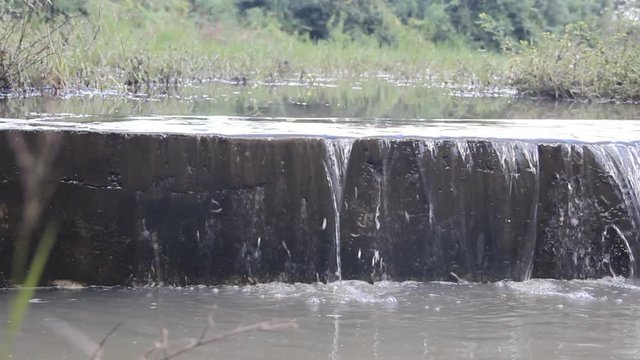 These small fish try to jump over a small waterfall in the rainforest of Sri Lanka. Perhaps they are heading up the river to spawn. What is the persistence of instinct!