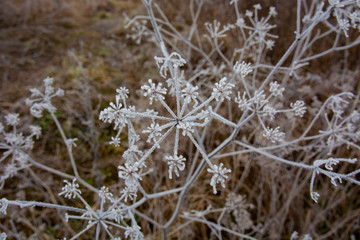dry grass covered with hoarfrost