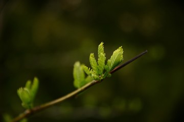 green leaf