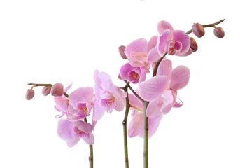 Poster Pink orchid on white background © larioslake