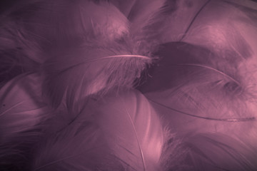 Beautiful abstract colorful black and white feathers on white background and soft gray feather...
