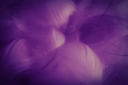 Beautiful abstract colorful black and purple feathers on white background and soft white pink feather texture on dark pattern and light blue background, colorful feather, purple banners