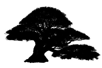 Black Silhouette Tree Isolated on white background with Clipping Path
