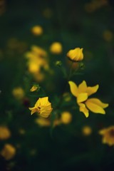 yellow autumn leaves