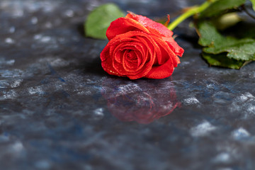 Mother's day, women's day, Valentine's day or birthday on a dark blue background. Roses and box packaging. Congratulatory banner, card.