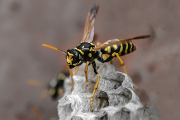 wasp sitting on top of wasp nest close up