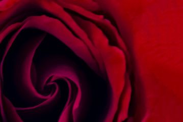 red rose macro close up top view