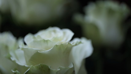  Flower buds. Defocused blurred floral background for holiday cards.