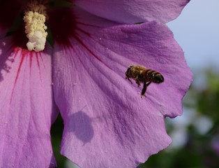 Biene fliegt zur Hibiskus Blüte © Gerd