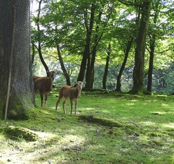 Junge Mufflons im Wald