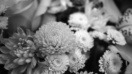  Flower buds. Defocused blurred floral background for holiday cards.