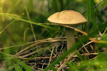 the fungus grows in the grass