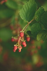 red currant on bush