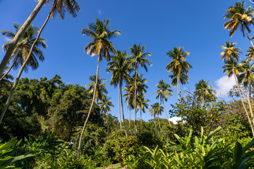 Fototapeta na wymiar Soufriere, Saint Lucia, West Indies - Morne Courbaril botanical garden