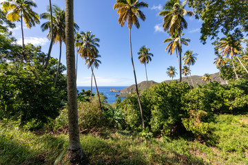 Fototapeta na wymiar Soufriere, Saint Lucia, West Indies - View to the sea from Morne Courbaril botanical garden