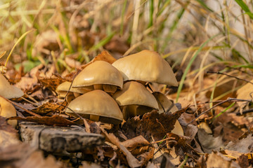 mushrooms autumn brown foliage close up