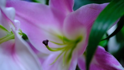 Fototapeta na wymiar Flower buds. Defocused blurred floral background for holiday cards.