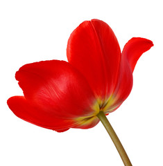 Red tulip close up isolated on white background