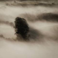 Picturesque morning dense fog among Irish nature, with trees, unknown buildings and fields