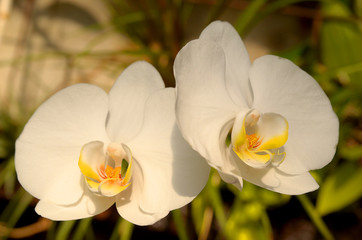 white orchid