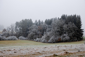 Winterwald im Nebel