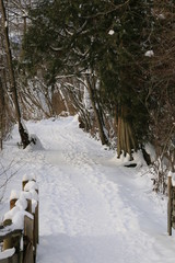Walking Trail in Winter
