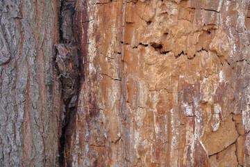 The textured surface of the bark of the old perennial deciduous tree