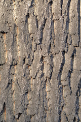 The textured surface of the bark of the old perennial deciduous tree