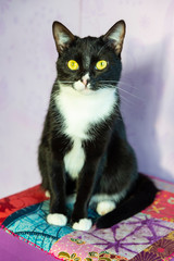 Chat noir et blanc assis de face. Front black and white cat.