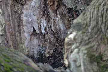 The textured surface of the bark of the old perennial deciduous tree
