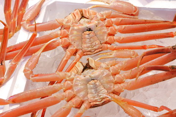 日本の市場で売られていたベニズワイガニ