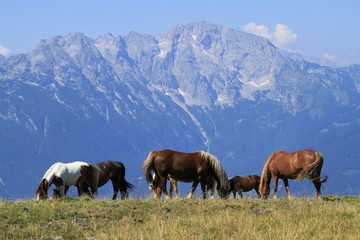 Obraz premium Chevaux en montagne