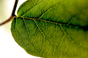 close-up macro of veins running through a leaf